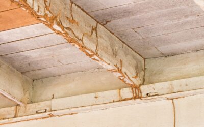 Is an annual Termite Inspection important?